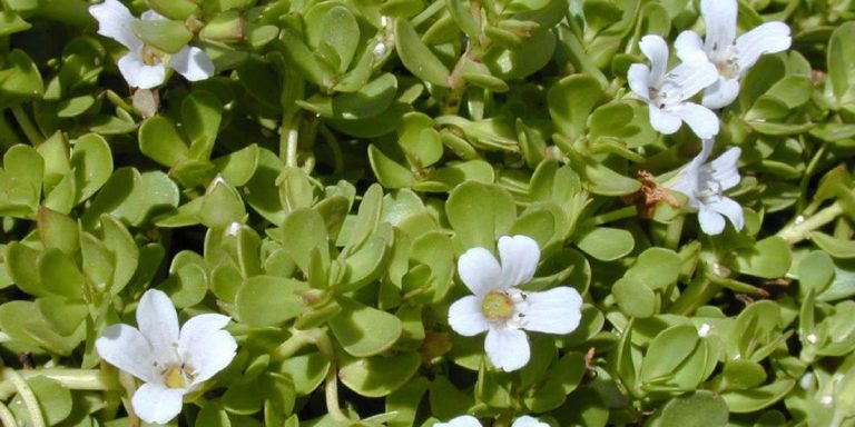 bacopa monnieri